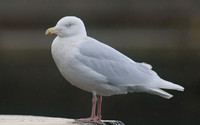 Glaucous Gull (Adult) Newlyn Harbour, Feb 2018