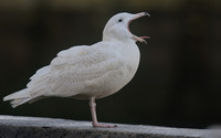 Glaucous Gull (1st Winter) Newlyn Harbour, Feb 2018