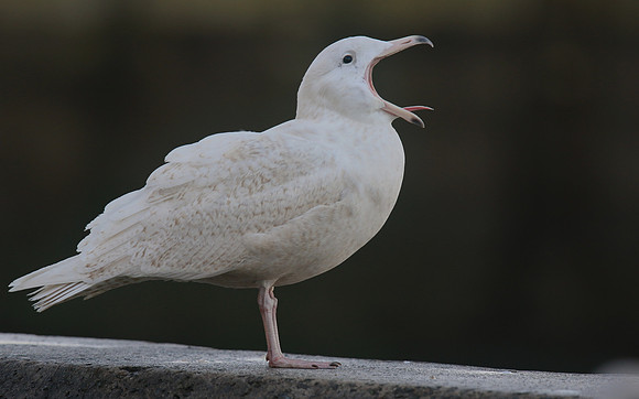 Glaucous Gull (1st Winter) Newlyn Harbour, Feb 2018