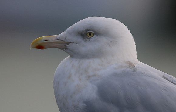 Glaucous Gull (Adult) Newlyn Harbour, Feb 2018