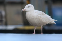 Glaucous Gull (1st Winter) Newlyn Harbour, Feb 2018