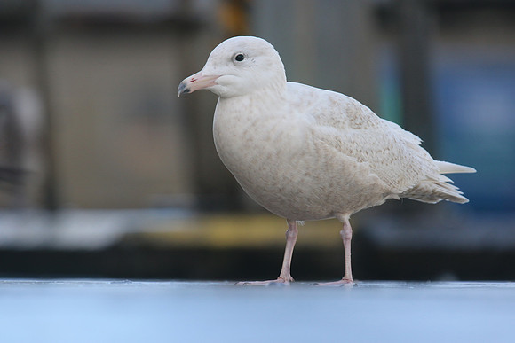Glaucous Gull (1st Winter) Newlyn Harbour, Feb 2018