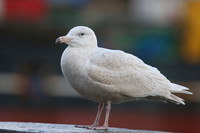 Glaucous Gull (1st Winter) Newlyn Harbour, Feb 2018