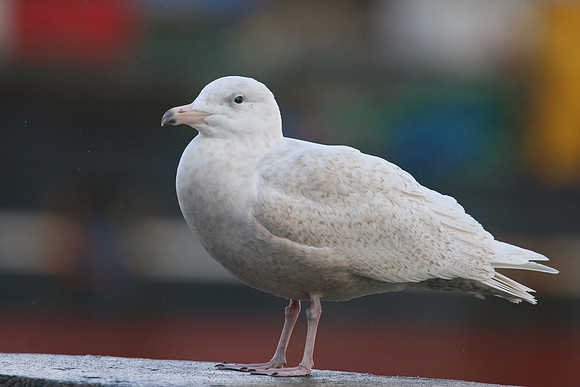 Glaucous Gull (1st Winter) Newlyn Harbour, Feb 2018