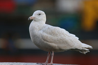 Glaucous Gull (1st Winter) Newlyn Harbour, Feb 2018