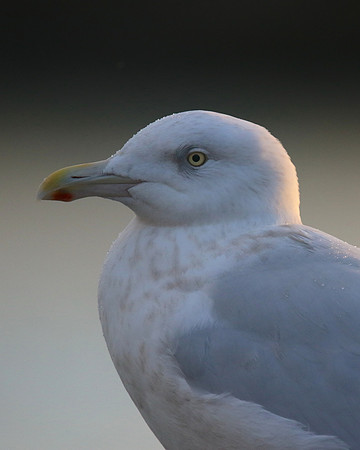 Glaucous Gull (Adult) Newlyn Harbour, Feb 2018