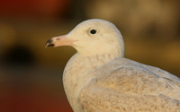 Glaucous Gull (1st Winter) Newlyn Harbour, Feb 2018