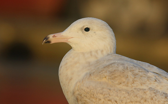 Glaucous Gull (1st Winter) Newlyn Harbour, Feb 2018
