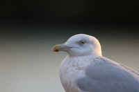 Glaucous Gull (Adult) Newlyn Harbour, Feb 2018