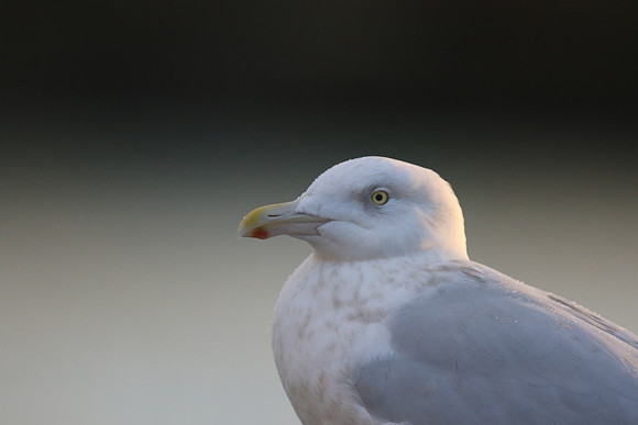 Glaucous Gull (Adult) Newlyn Harbour, Feb 2018