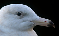 Glaucous Gull (1st Winter) Newlyn Harbour, Feb 2018