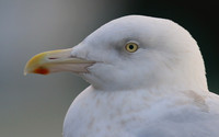 Glaucous Gull (Adult) Newlyn Harbour, Feb 2018