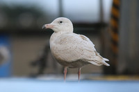 Glaucous Gull (1st Winter) Newlyn Harbour, Feb 2018