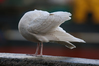 Glaucous Gull (1st Winter) Newlyn Harbour, Feb 2018