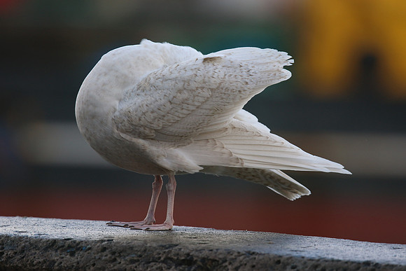 Glaucous Gull (1st Winter) Newlyn Harbour, Feb 2018