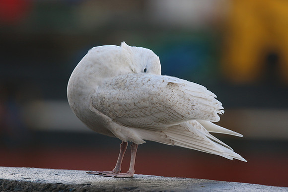 Glaucous Gull (1st Winter) Newlyn Harbour, Feb 2018