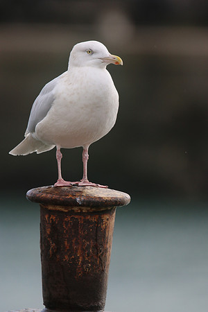 Glaucous Gull (Adult) Newlyn Harbour, Feb 2018