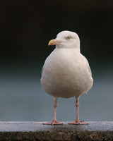Glaucous Gull (Adult) Newlyn Harbour, Feb 2018