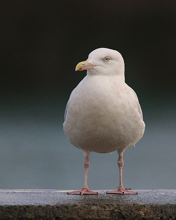 Glaucous Gull (Adult) Newlyn Harbour, Feb 2018
