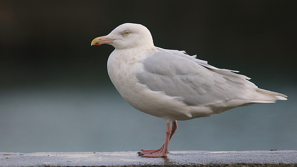 Glaucous Gull (Adult) Newlyn Harbour, Feb 2018