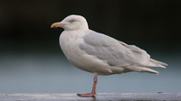 Glaucous Gull