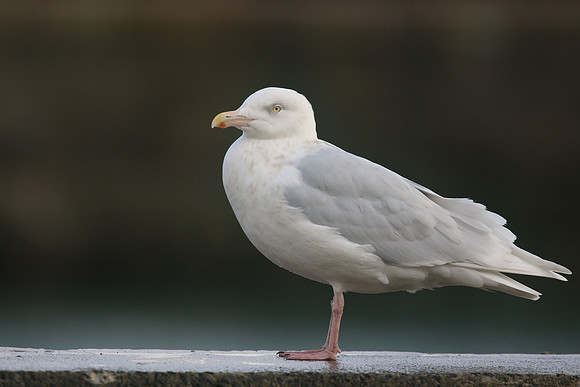 Glaucous Gull (Adult) Newlyn Harbour, Feb 2018