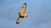 Short-eared Owl, Hawling, January 2015