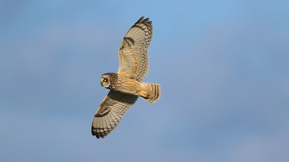 Short-eared Owl, Hawling, January 2015