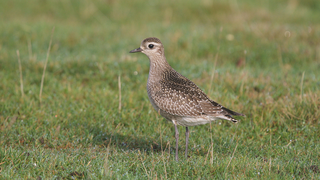 American Golden Plover, Davidstow, October 2014