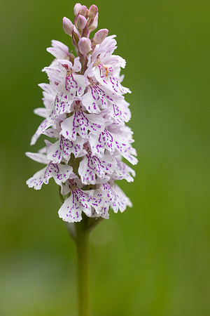 Heath Spotted-orchid, Vicarge Farm, June 2024