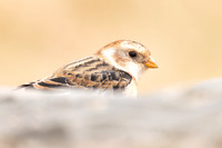 Snow Bunting, Cairngorms, February  2024.