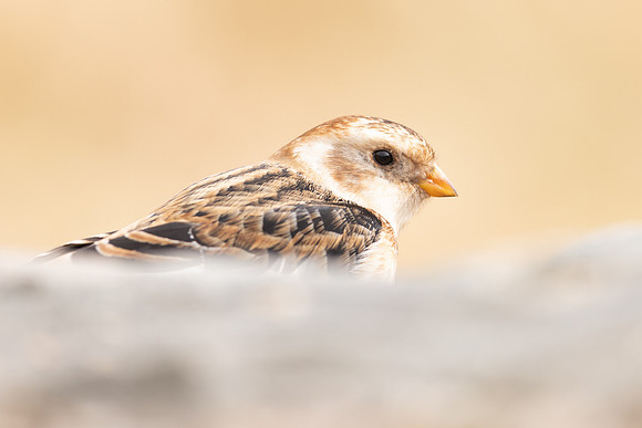 Snow Bunting, Cairngorms, February  2024.