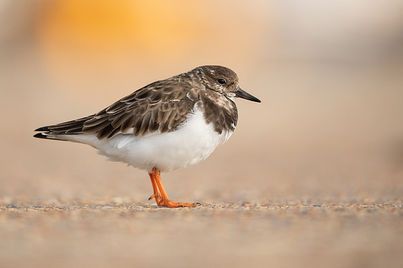 Turnstone, Lyme Regis, March 2022