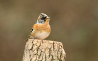 Brambling, Newport, April 2018