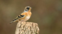 Brambling