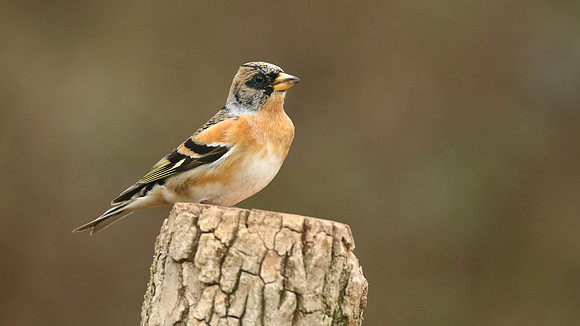 Brambling, Newport, April 2018