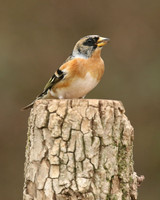 Brambling, Newport, April 2018