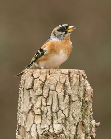 Brambling, Newport, April 2018