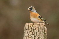 Brambling, Newport, April 2018