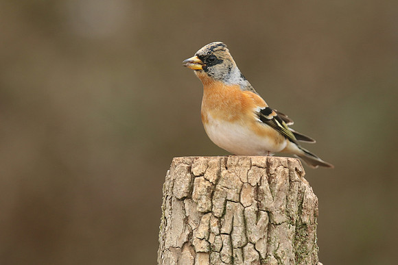 Brambling, Newport, April 2018