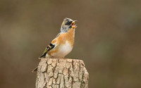 Brambling, Newport, April 2018