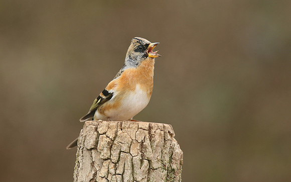 Brambling, Newport, April 2018