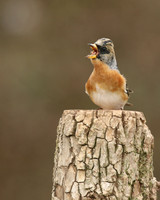 Brambling, Newport, April 2018