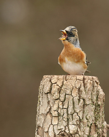 Brambling, Newport, April 2018