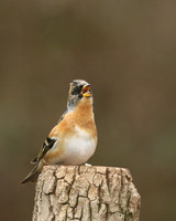 Brambling, Newport, April 2018.
