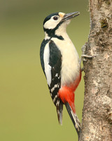 Great Spotted Woodpecker, Newport, April 2018.