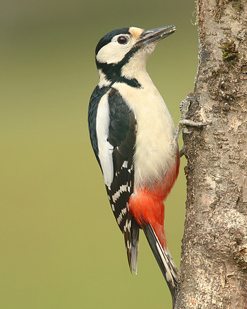 Great Spotted Woodpecker, Newport, April 2018.
