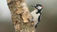 Great Spotted Woodpecker, Newport, April 2018