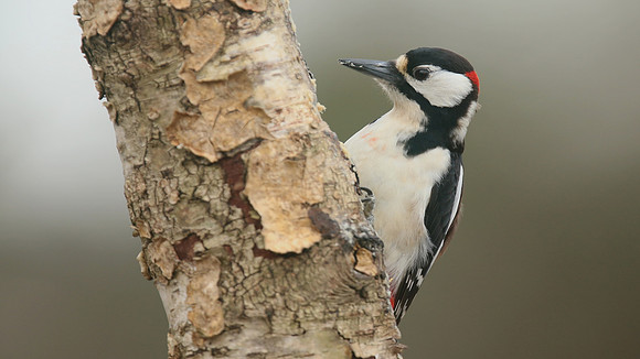 Great Spotted Woodpecker, Newport, April 2018