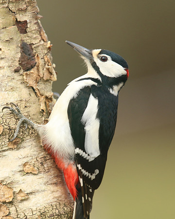 Great Spotted Woodpecker, Newport, April 2018